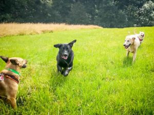 Dogwalking, Gassi gehen, Gassi Service, spazieren gehen, Hund, Urlaubspension, Hundepension, Tagesbetreuung, Hundebetreuung, übernachten, Hundeschule, Hundetraining, Kassel, Ahnatal, Baunatal, Calden, Espenau, Fuldabrück, Fuldatal, Guxhagen, Habichtswald, Kaufungen, Lohfelden, Nieste, Niestetal, Schauenburg, Vellmar, Zierenberg, Göttingen, Niedersachsen