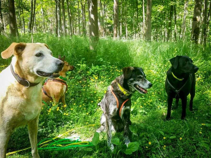 Dogwalking, Dogwalker, Gassi gehen, Gassi Service, spazieren gehen, Hund, Urlaubspension, Hundepension, Tagesbetreuung, Hundebetreuung, übernachten, Hundeschule, Hundetraining, Kassel, Ahnatal, Baunatal, Calden, Espenau, Fuldabrück, Fuldatal, Guxhagen, Habichtswald, Kaufungen, Lohfelden, Nieste, Niestetal, Schauenburg, Vellmar, Zierenberg, Göttingen, Niedersachsen