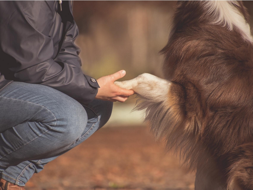 Hundeschule, Hundetraining, Verhaltenstherapie, Verhaltensberatung, Verhaltensprobleme, Coaching, Hundeerzieherin, Verhaltensberaterin, bedürfnisorientiert, Einzeltraining, Problemverhalten, Probleme mit dem Hund, Alltagstraining, Alltagsprobleme, Hundeerziehung, Erziehung von Hunden, Hundeinternat, Welpen, Junghunde, Intensivtraining, Intensivwoche, intensiv, zuhause, Leinenführigkeit, positiv, positive, Verstärkung, Belohnung, Rückruf, Seminar, online, Training im Urlaub, Wochenende, zurück kommen, Onlinekurse, Leinenaggression, Anti Gift Köder, Kleinhunde, Leinenrambo, Hibbelhund, Tierschutzhund, Sozialisierung, Hundeführerschein, Angsthund, aggressiver Hund, Tricktraining, Tricks, Hundebetreuung, Dogwalking, Gassi gehen, Gassi Service, Kassel, Ahnatal, Baunatal, Calden, Espenau, Fuldabrück, Fuldatal, Guxhagen, Habichtswald, Kaufungen, Lohfelden, Nieste, Niestetal, Schauenburg, Vellmar, Zierenberg, Göttingen, Niedersachsen, Hessen, Nordhessen, Südniedersachsen, Ostwestfalen, Diemelstadt, Warburg, Breuna