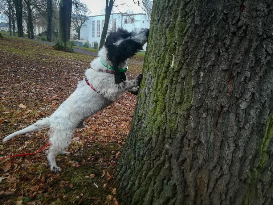 Nordhessen belohnungsbasierte Einzelbetreuung Hund