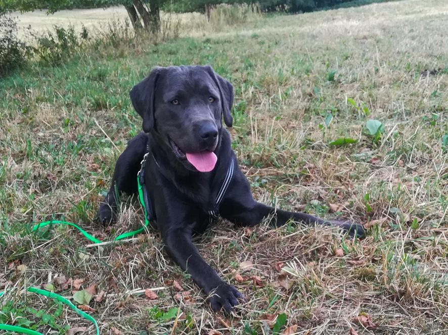 Hundebetreuung während der Arbeitszeit