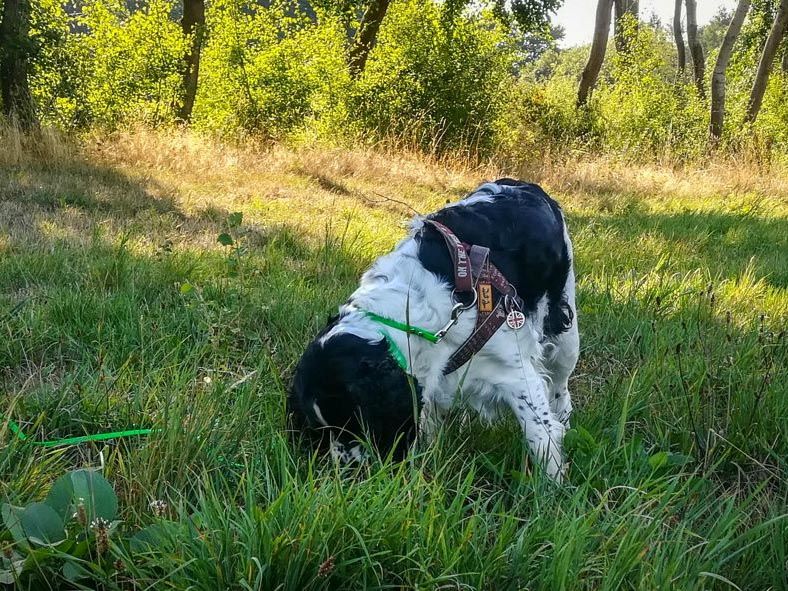 Preis Einzelbetreuung Hund