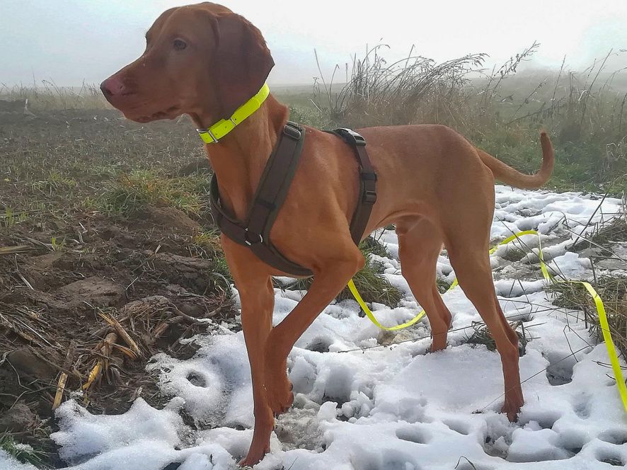 Individuelle Hundebetreuung Einzel