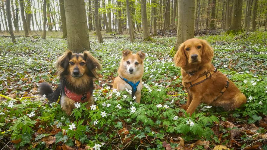 hundetagesbetreuung
