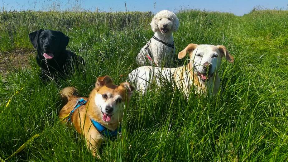 hunde urlaubsbetreuung