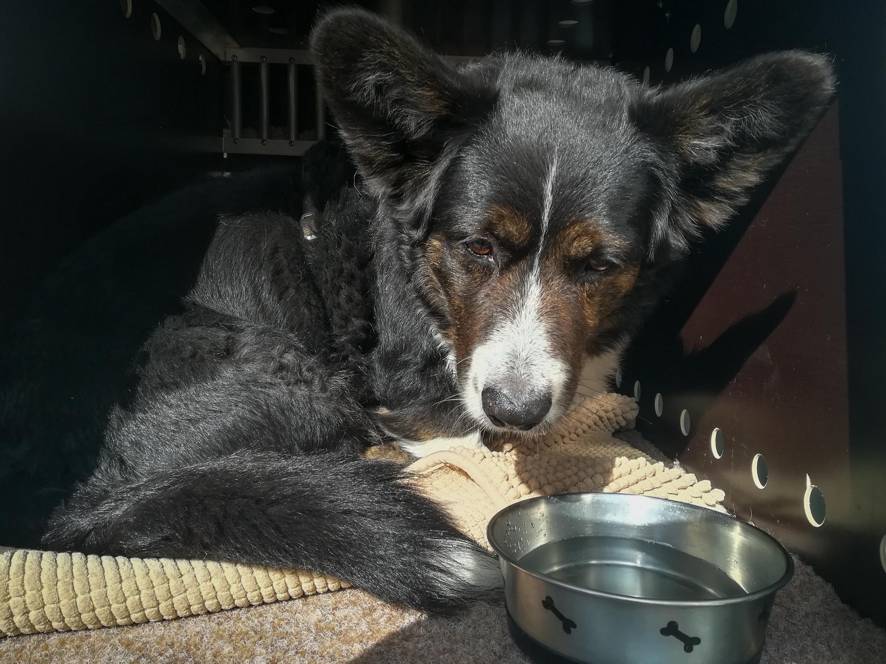 tagesbetreuung hund in der nähe