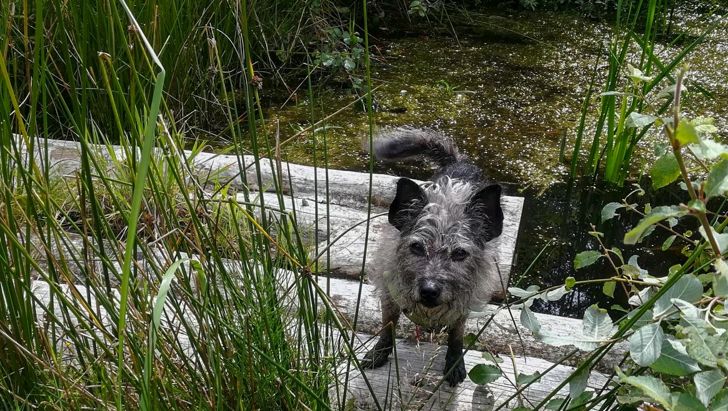 Urlaubsbetreuung für Hunde