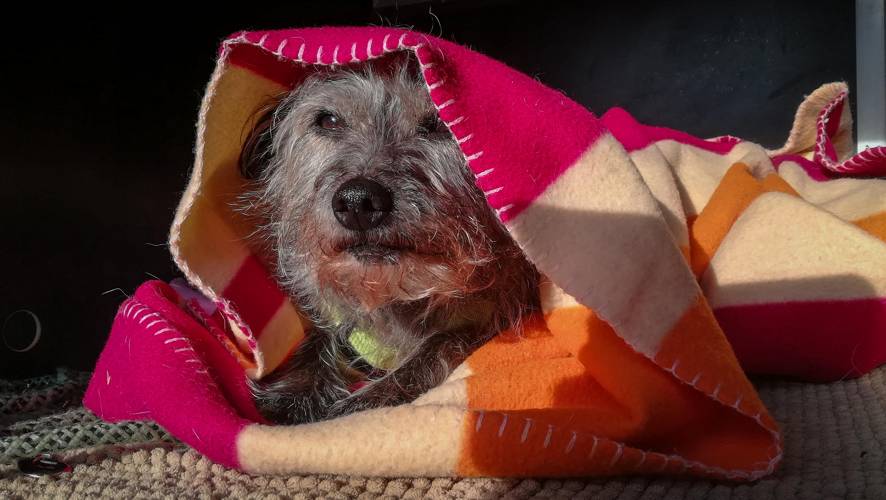 betreuung hunde welpen in der nähe