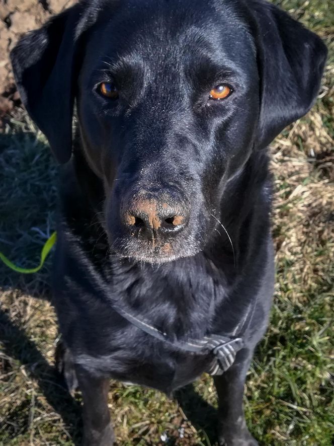 Gassi Service mit Hundepension in der Nähe