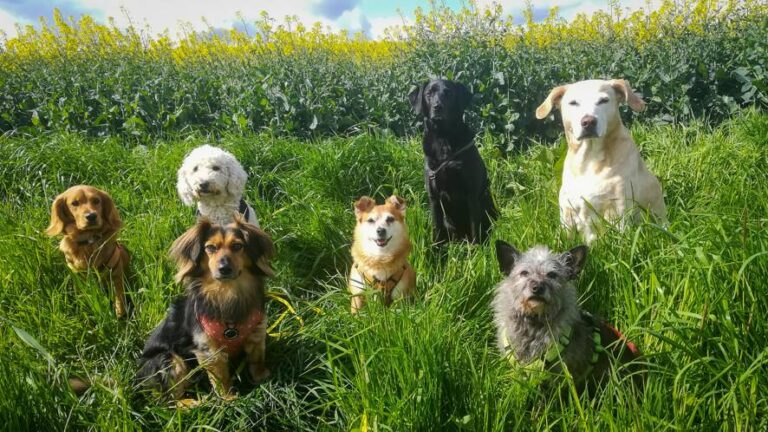 Stundenweise Hundebetreuung