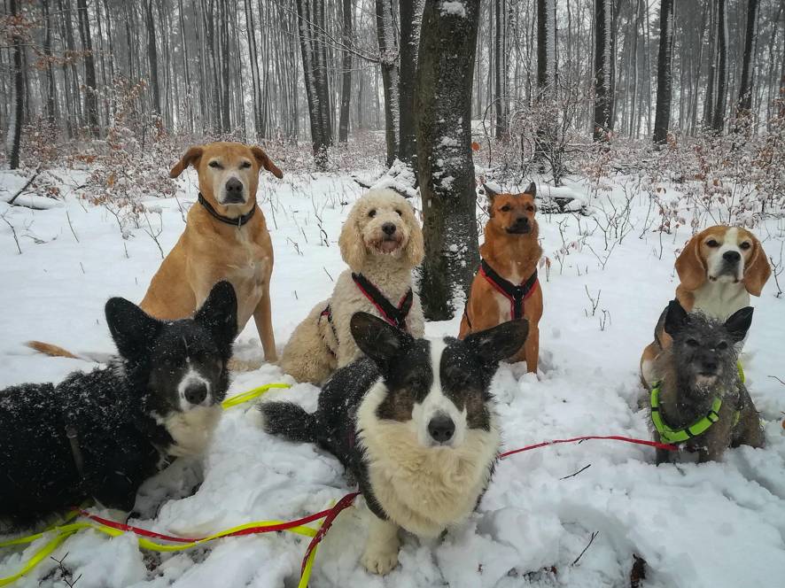 dogwalker gesucht