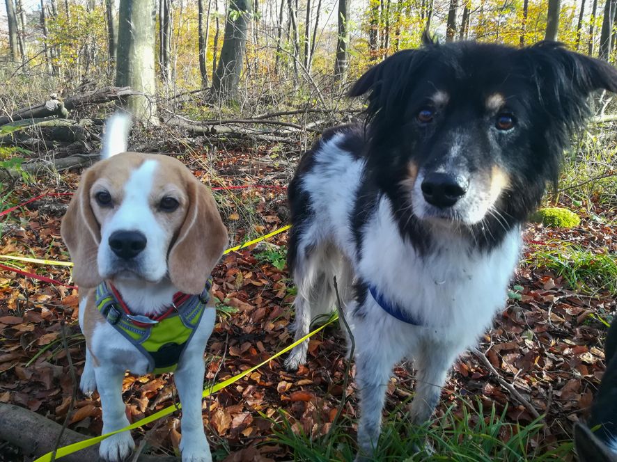 Hunde Gassi Service in meiner Nähe
