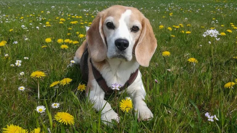Belohnungsbasierte Hundebetreuung in Kassel