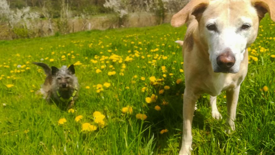 dogwalking