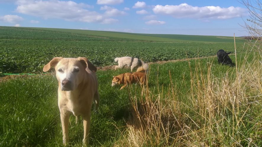 Qualifiziertes Hundesitting in Kassel und Umgebung