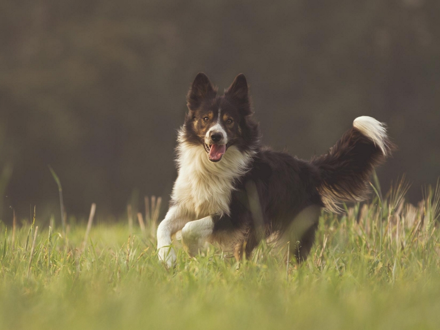 Hundeschule, Hundetraining, Verhaltenstherapie, Verhaltensberatung, Verhaltensprobleme, Coaching, Hundeerzieherin, Verhaltensberaterin, bedürfnisorientiert, Einzeltraining, Problemverhalten, Probleme mit dem Hund, Alltagstraining, Alltagsprobleme, Hundeerziehung, Erziehung von Hunden, Hundeinternat, Welpen, Junghunde, Intensivtraining, Intensivwoche, intensiv, zuhause, Leinenführigkeit, positiv, positive, Verstärkung, Belohnung, Rückruf, Seminar, online, Training im Urlaub, Wochenende, zurück kommen, Onlinekurse, Leinenaggression, Anti Gift Köder, Kleinhunde, Leinenrambo, Hibbelhund, Tierschutzhund, Sozialisierung, Hundeführerschein, Angsthund, aggressiver Hund, Tricktraining, Tricks, Hundebetreuung, Dogwalking, Gassi gehen, Gassi Service, Kassel, Ahnatal, Baunatal, Calden, Espenau, Fuldabrück, Fuldatal, Guxhagen, Habichtswald, Kaufungen, Lohfelden, Nieste, Niestetal, Schauenburg, Vellmar, Zierenberg, Göttingen, Niedersachsen, Hessen, Nordhessen, Südniedersachsen, Ostwestfalen, Diemelstadt, Warburg, Breuna