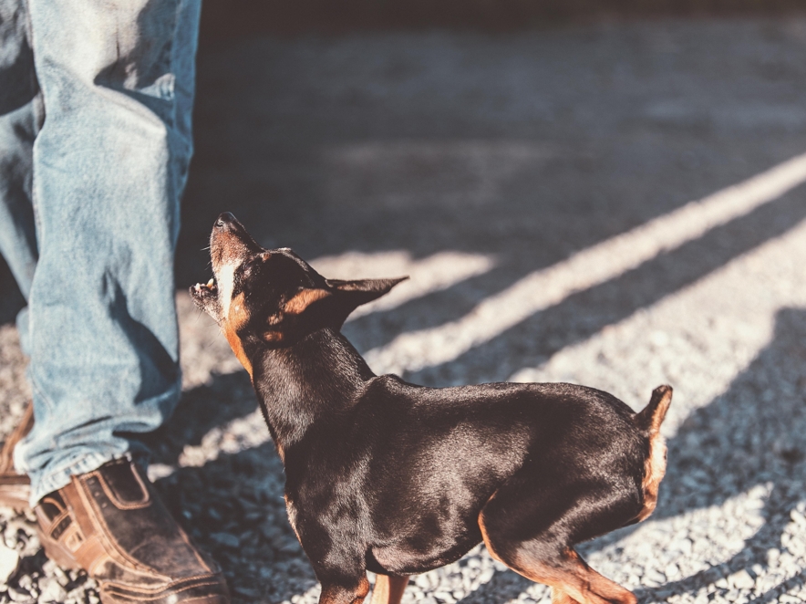 Hundeschule, Hundetraining, Verhaltenstherapie, Verhaltensberatung, Verhaltensprobleme, Coaching, Hundeerzieherin, Verhaltensberaterin, bedürfnisorientiert, Einzeltraining, Problemverhalten, Probleme mit dem Hund, Alltagstraining, Alltagsprobleme, Hundeerziehung, Erziehung von Hunden, Hundeinternat, Welpen, Junghunde, Intensivtraining, Intensivwoche, intensiv, zuhause, Leinenführigkeit, positiv, positive, Verstärkung, Belohnung, Rückruf, Seminar, online, Training im Urlaub, Wochenende, zurück kommen, Onlinekurse, Leinenaggression, Anti Gift Köder, Kleinhunde, Leinenrambo, Hibbelhund, Tierschutzhund, Sozialisierung, Hundeführerschein, Angsthund, aggressiver Hund, Tricktraining, Tricks, Hundebetreuung, Dogwalking, Gassi gehen, Gassi Service, Kassel, Ahnatal, Baunatal, Calden, Espenau, Fuldabrück, Fuldatal, Guxhagen, Habichtswald, Kaufungen, Lohfelden, Nieste, Niestetal, Schauenburg, Vellmar, Zierenberg, Göttingen, Niedersachsen, Hessen, Nordhessen, Südniedersachsen, Ostwestfalen, Diemelstadt, Warburg, Breuna